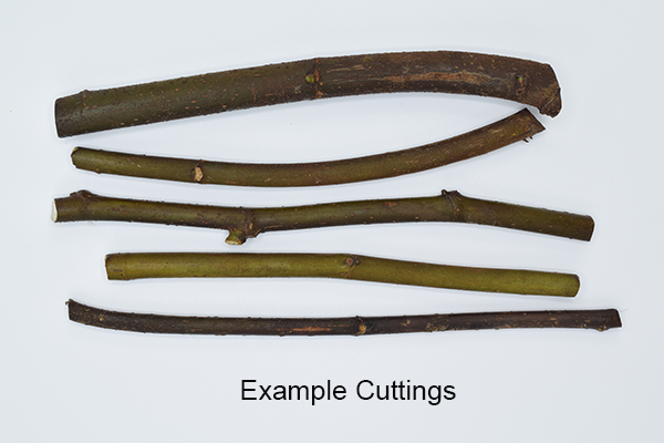 Black Madeira – TinkerBugFigs