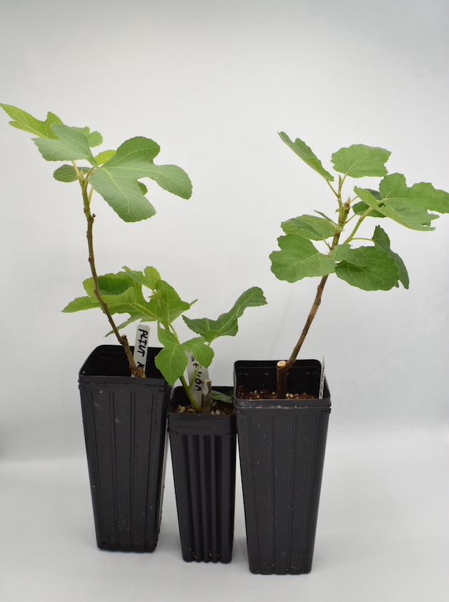 Achaiko Tragano TinkerBugFigs